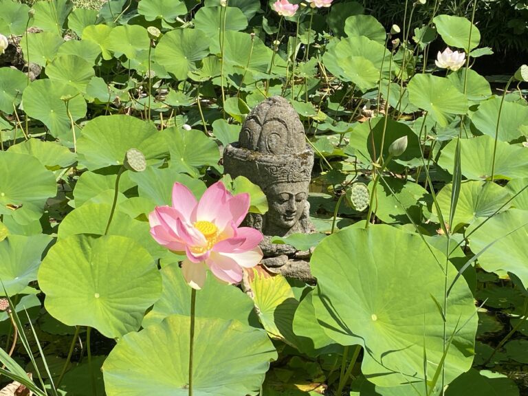 Lotusblüte Dennelohe