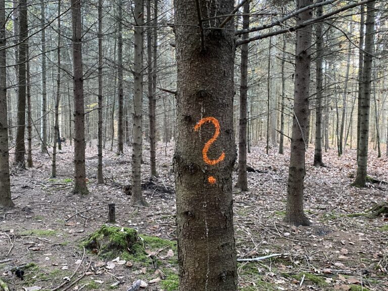 Baumstämme in einem Nadelwald, einer hat ein großes orangenes Fragezeichen aufgemalt