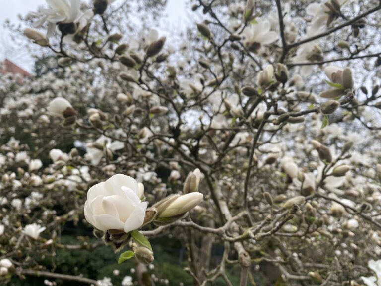 weisse magnolienblütein einem blühenden Baum
