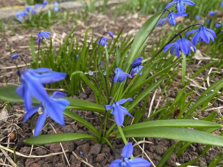 blaue Frühlingszwiebelblüten