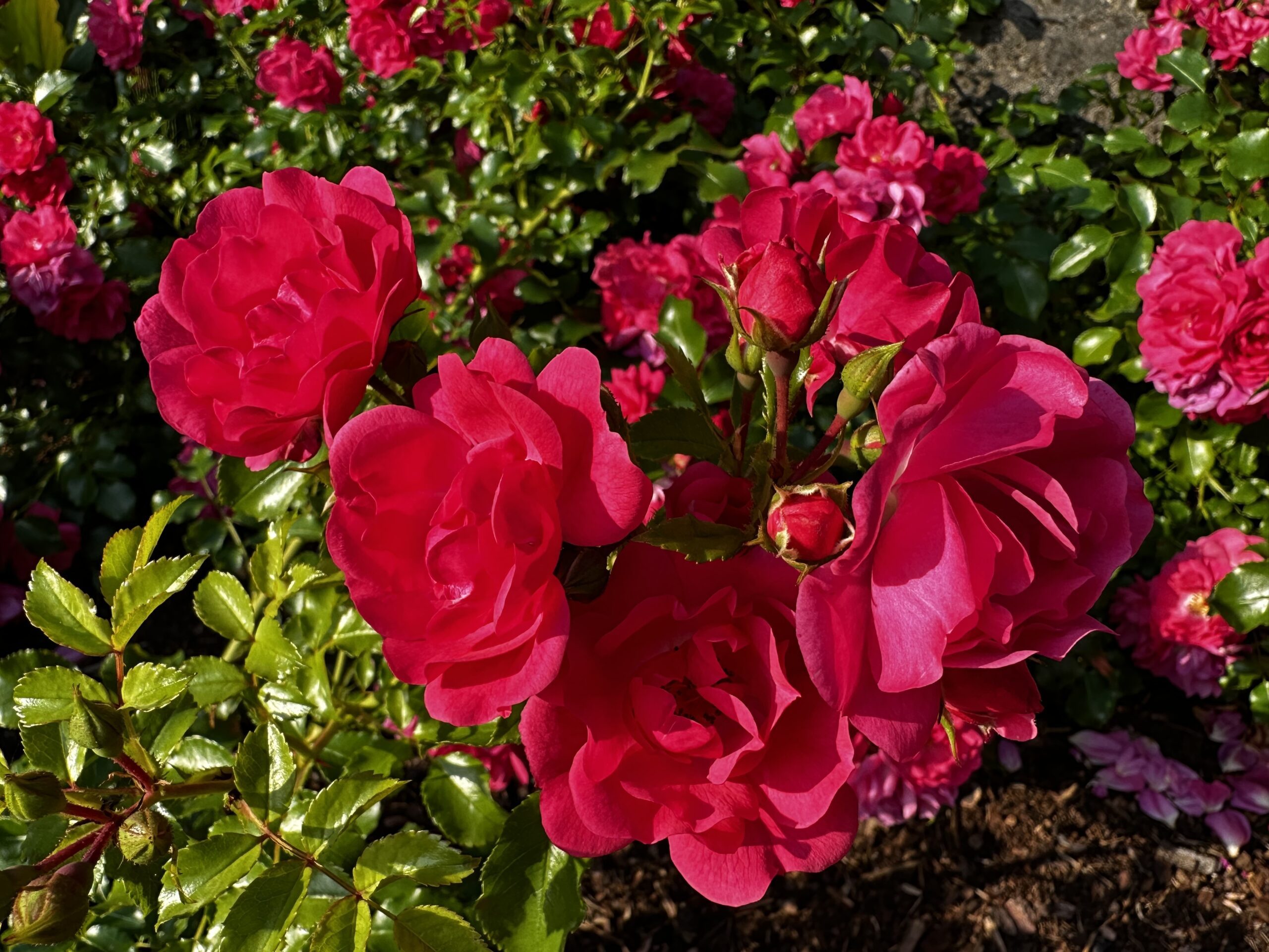 Rosenblüte Heidetraum