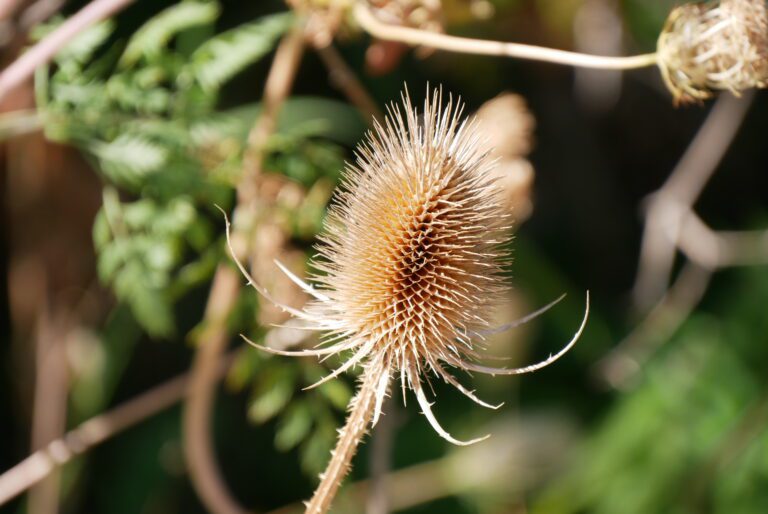 kardenblüte