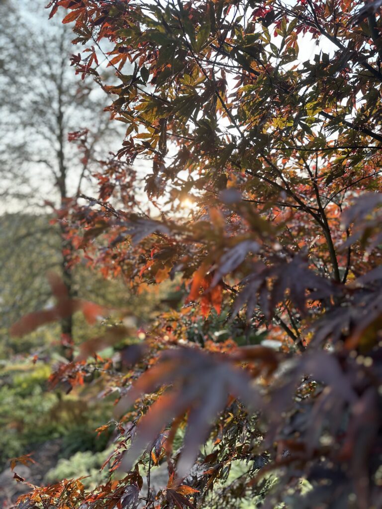 Ahorn im Sonnenaufgang